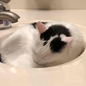 Meet your Posher, Diana